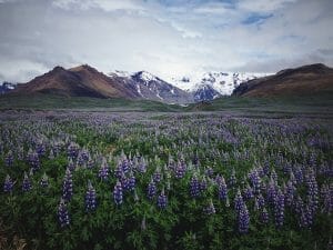 IJsland bloemen